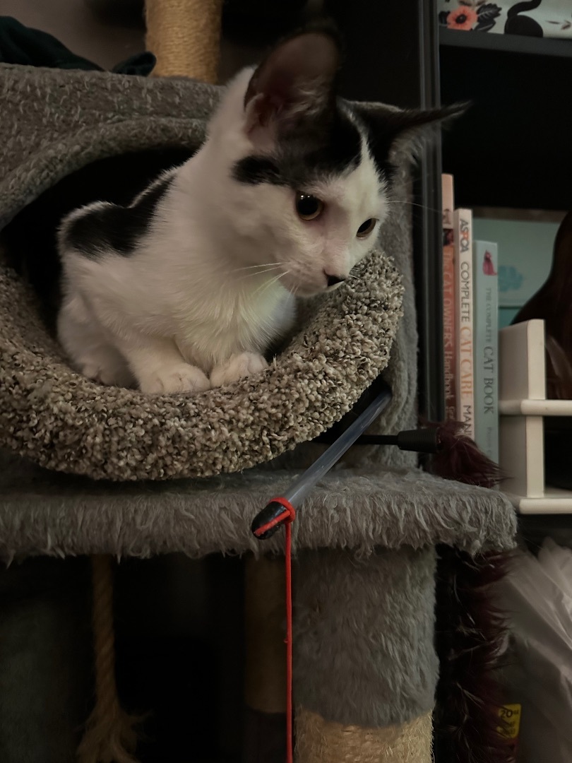 Kit and Kat the bonded Cow Cats, a Adopted mixed breed in Blaine, MN image 2/6