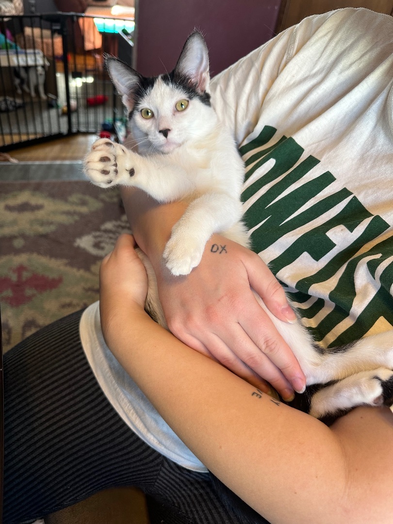 Kit and Kat the bonded Cow Cats, a Adopted mixed breed in Blaine, MN image 3/6