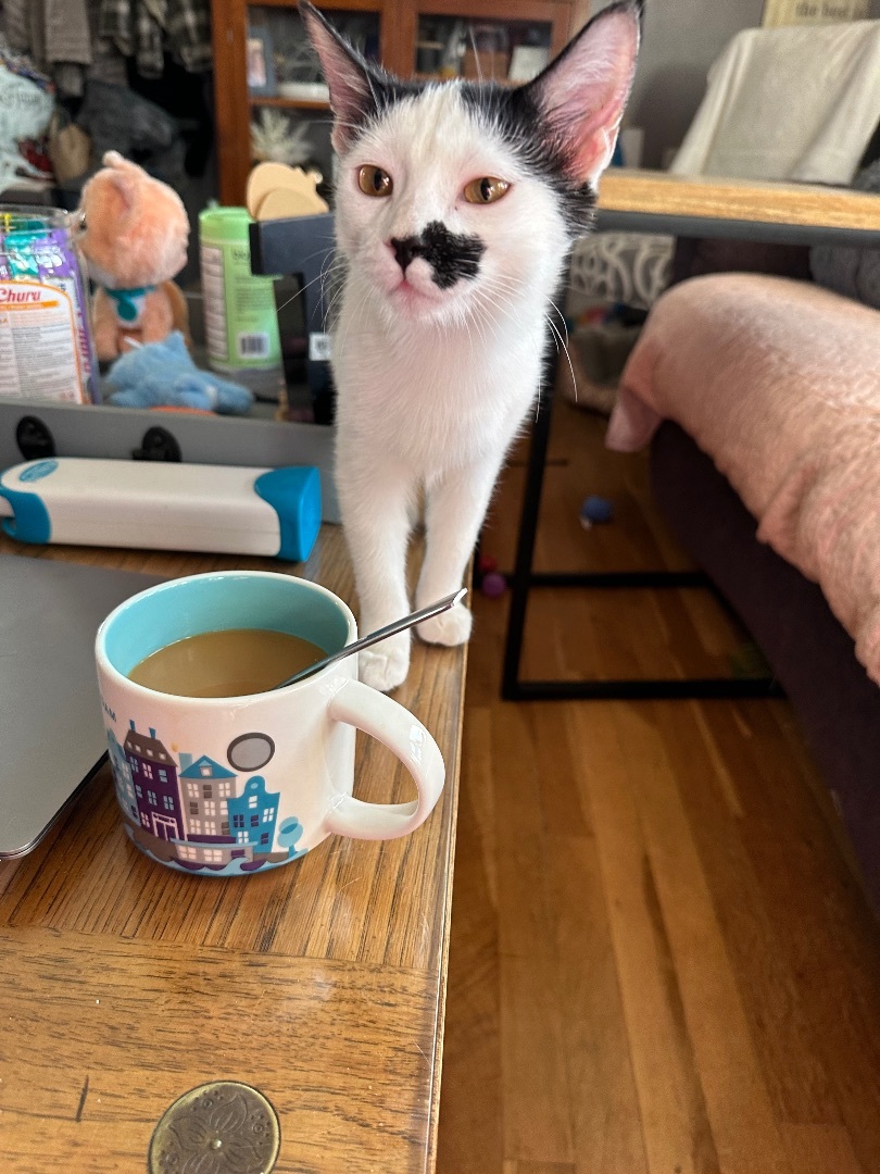 Kit and Kat the bonded Cow Cats, a Adopted mixed breed in Blaine, MN image 4/6