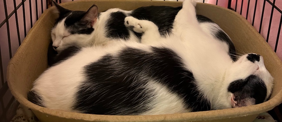 Kit and Kat the bonded Cow Cats, a Adopted mixed breed in Blaine, MN image 5/6