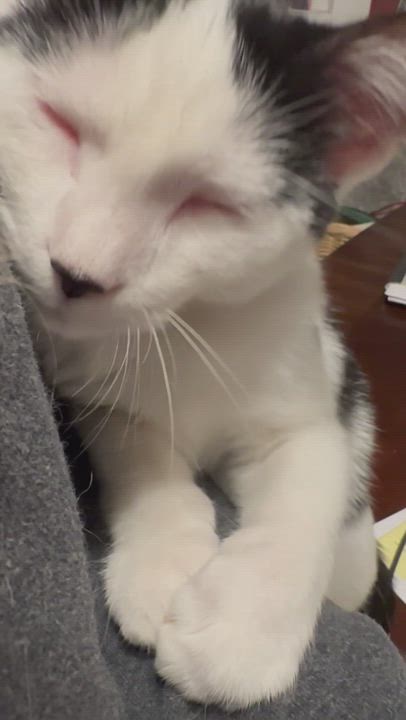 Enlarge Kit and Kat the bonded Cow Cats, a Adopted mixed breed in Blaine, MN video 6/6