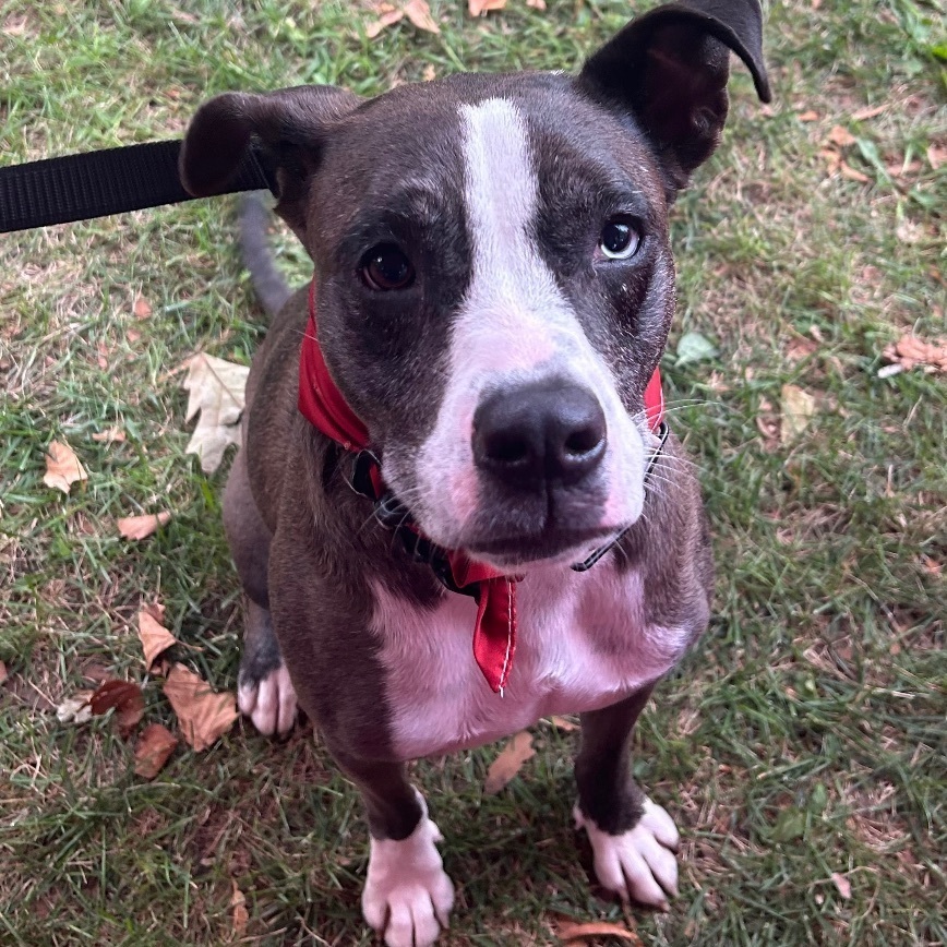 Ace, Adoptable, Adult Male Catahoula Leopard Dog & Pit Bull Terrier.