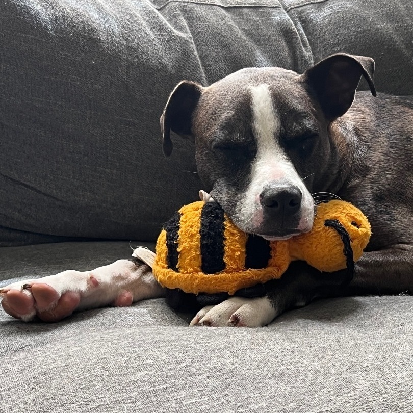 Enlarge Ace, a Adoptable mixed breed in South Plainfield, NJ image 7/9