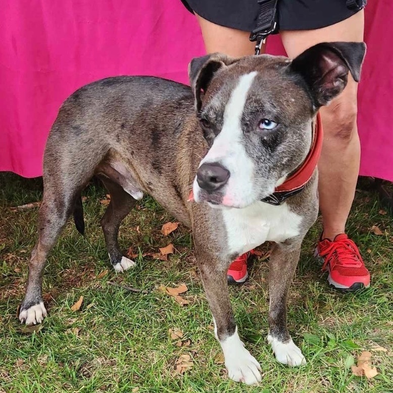 Enlarge Ace, a Adoptable mixed breed in South Plainfield, NJ image 8/9