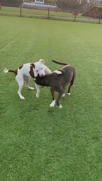 Enlarge Ace, a Adoptable mixed breed in South Plainfield, NJ video 9/9