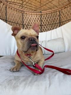 Cardi, a Adopted French Bulldog in Mesa, AZ image 1/6