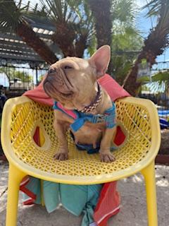 Cardi, a Adopted French Bulldog in Mesa, AZ image 2/6