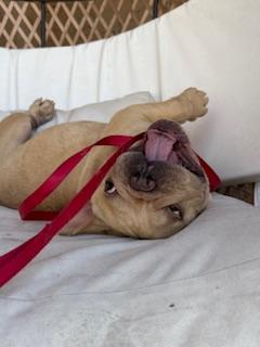 Cardi, a Adopted French Bulldog in Mesa, AZ image 4/6
