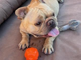 Cardi, a Adopted French Bulldog in Mesa, AZ image 5/6