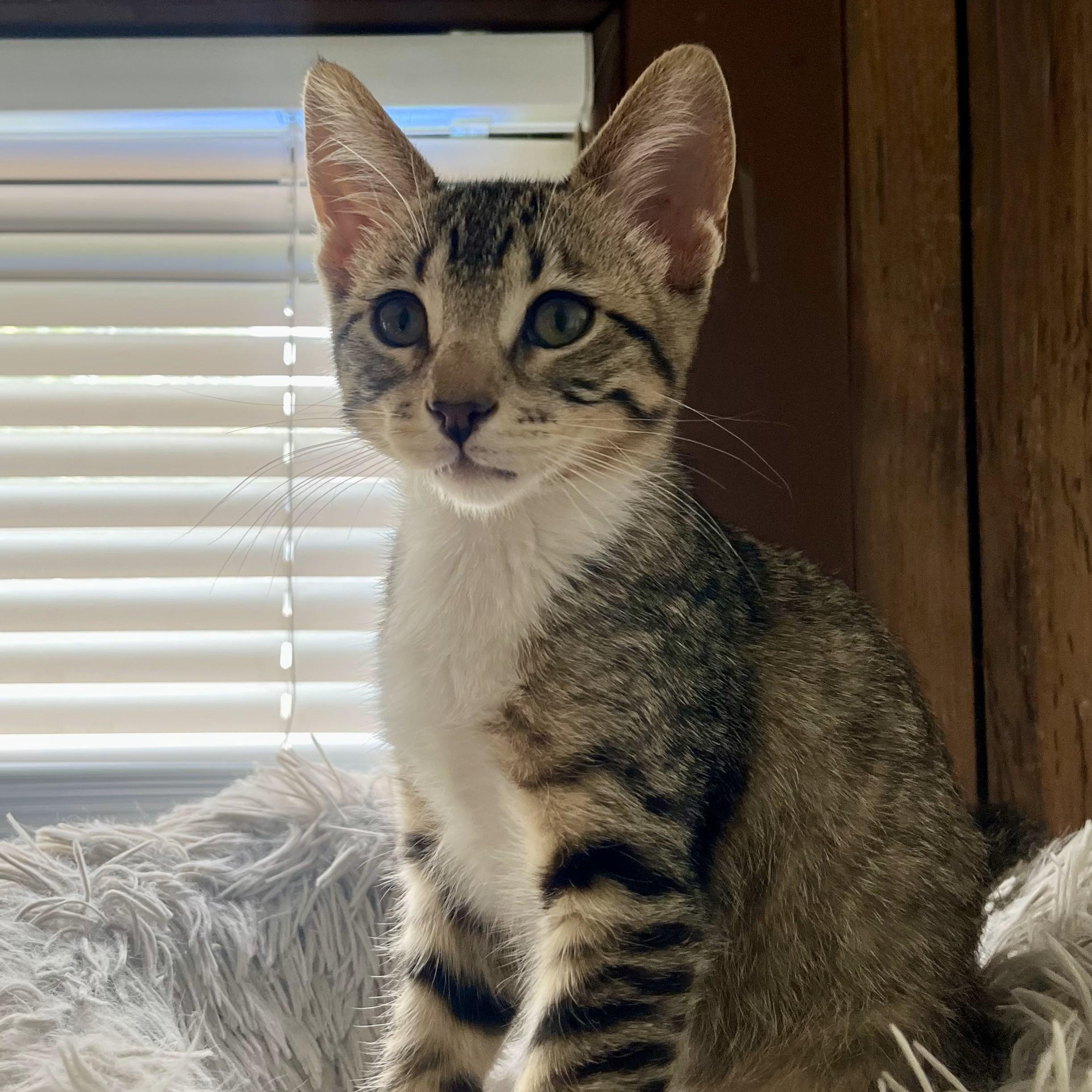 Theo (bonded with Esme)