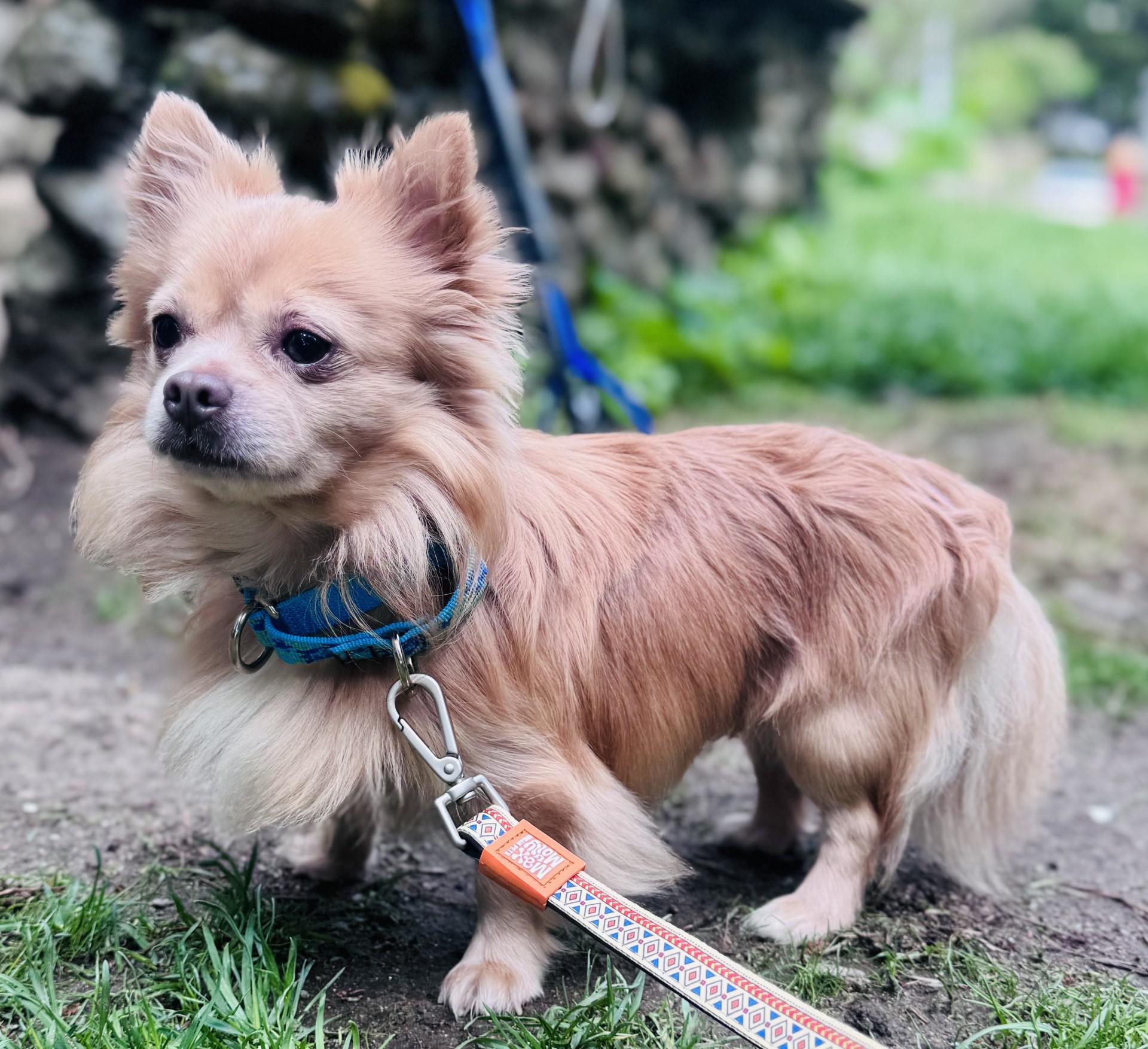 Nugget (LK-fostered in New England)