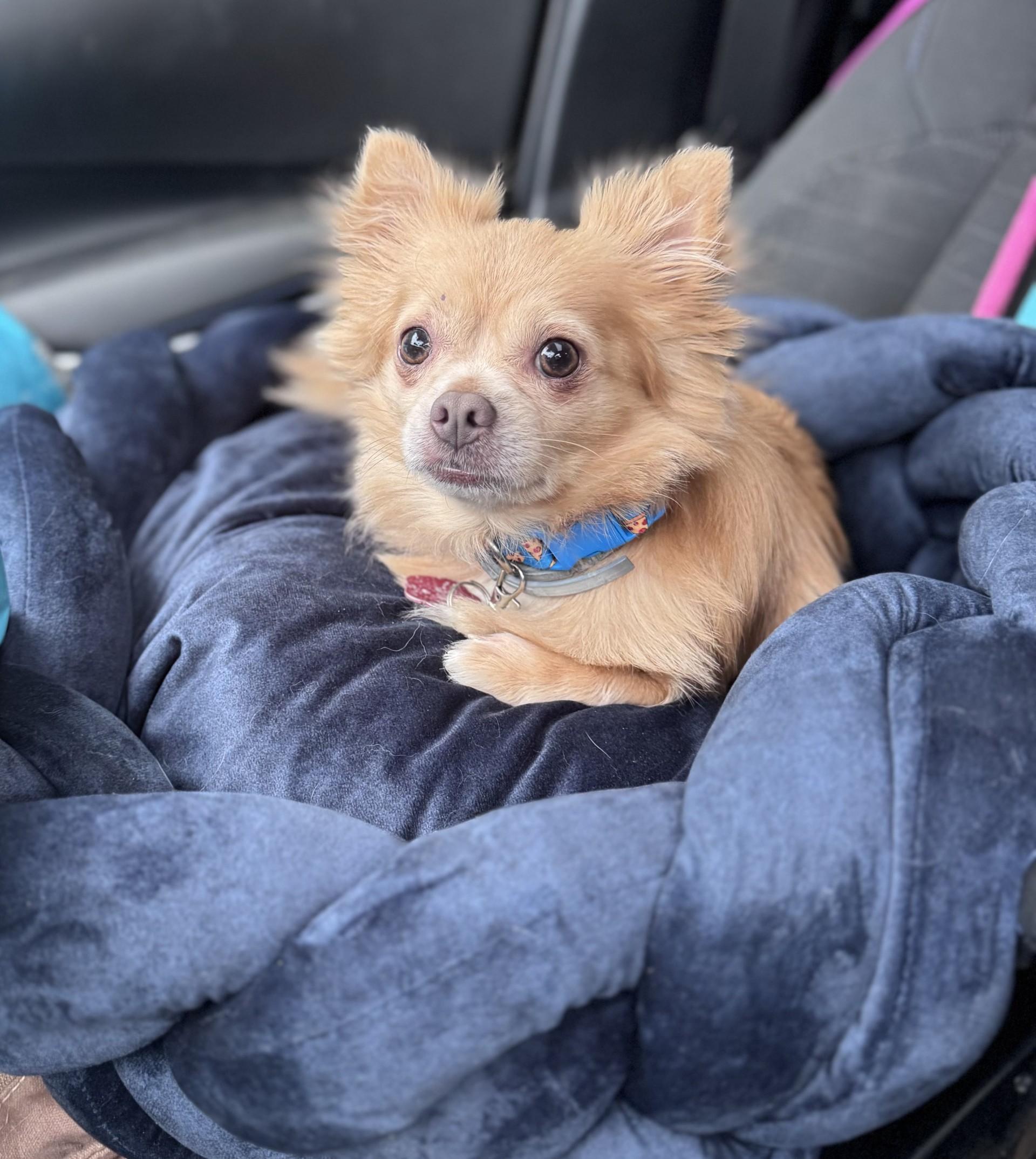 Nugget (LK-fostered in New England)
