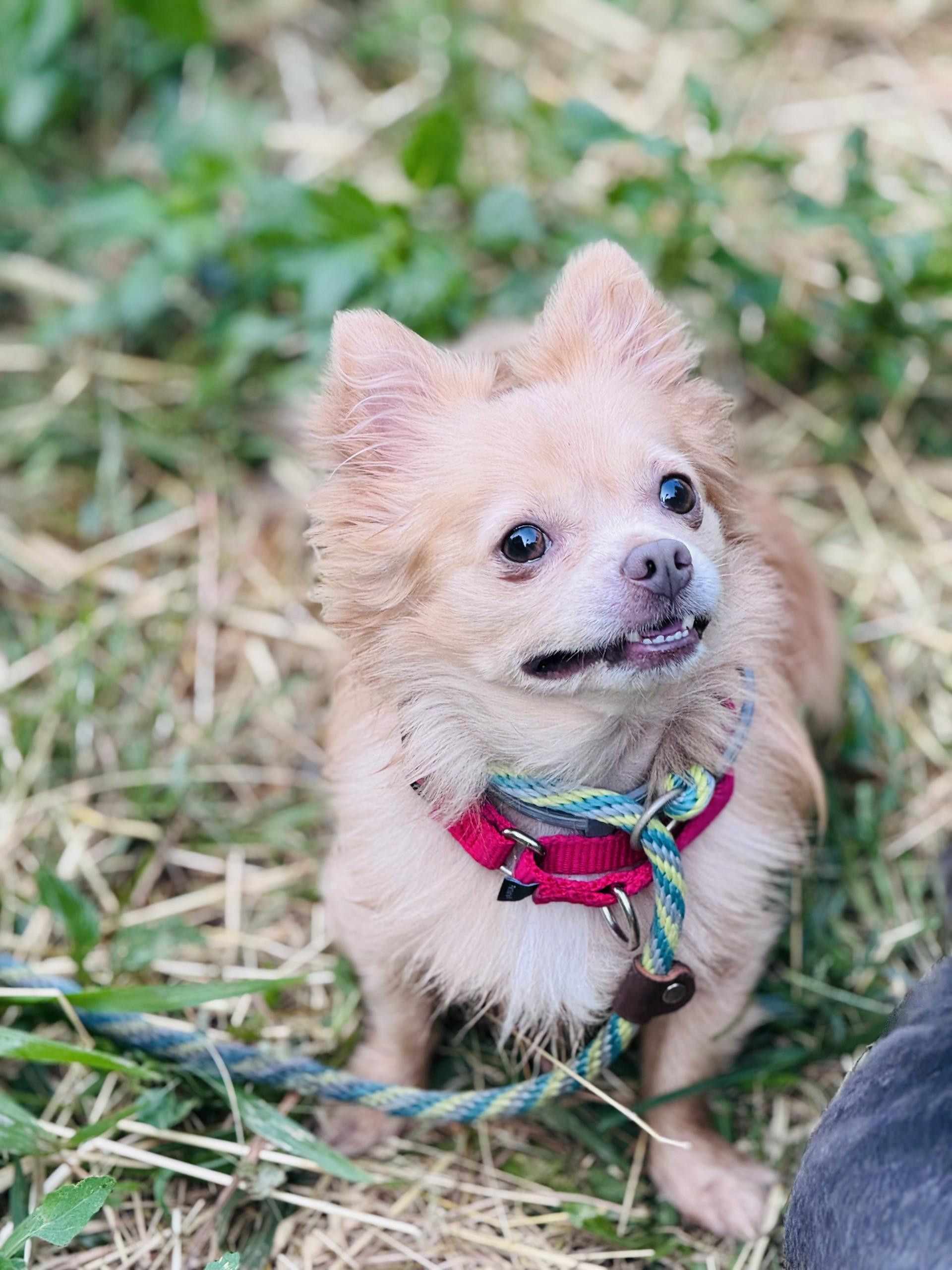 Nugget (LK-fostered in New England)