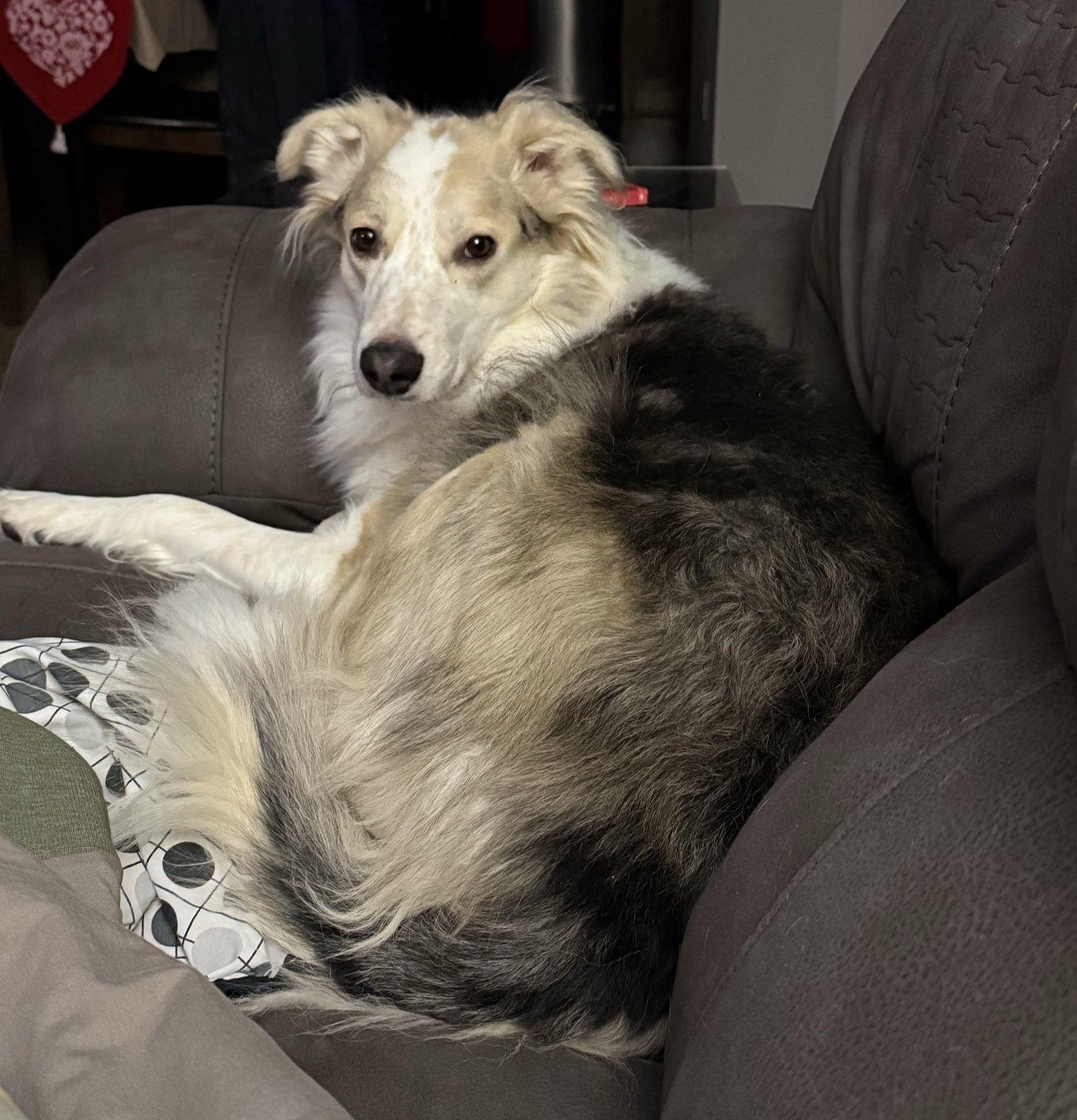 Koda, ADOPTABLE, Adult Male Australian Shepherd.