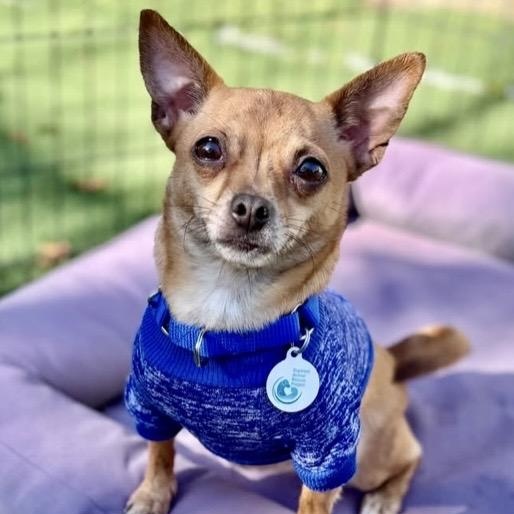 Kaya, ADOPTABLE, Adult Female Chihuahua.