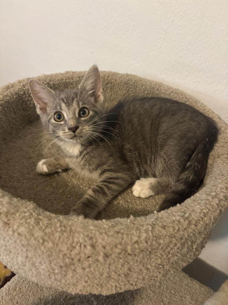 Enlarge Stanley, a Adoptable Domestic Short Hair in Rochester, IN image 1/1