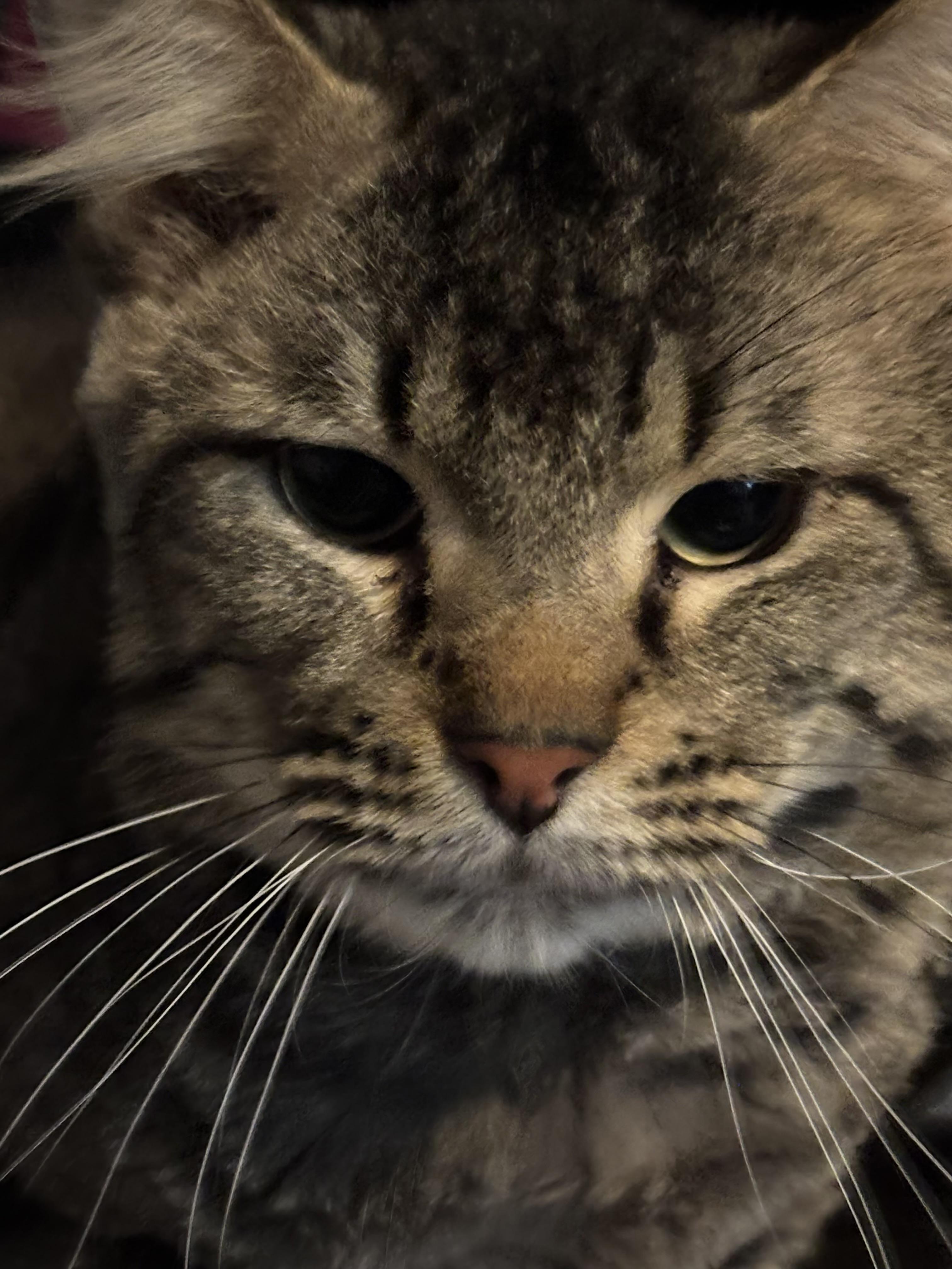 DEAN, an adopted Domestic Long Hair in Pittsburgh, PA image 4/5