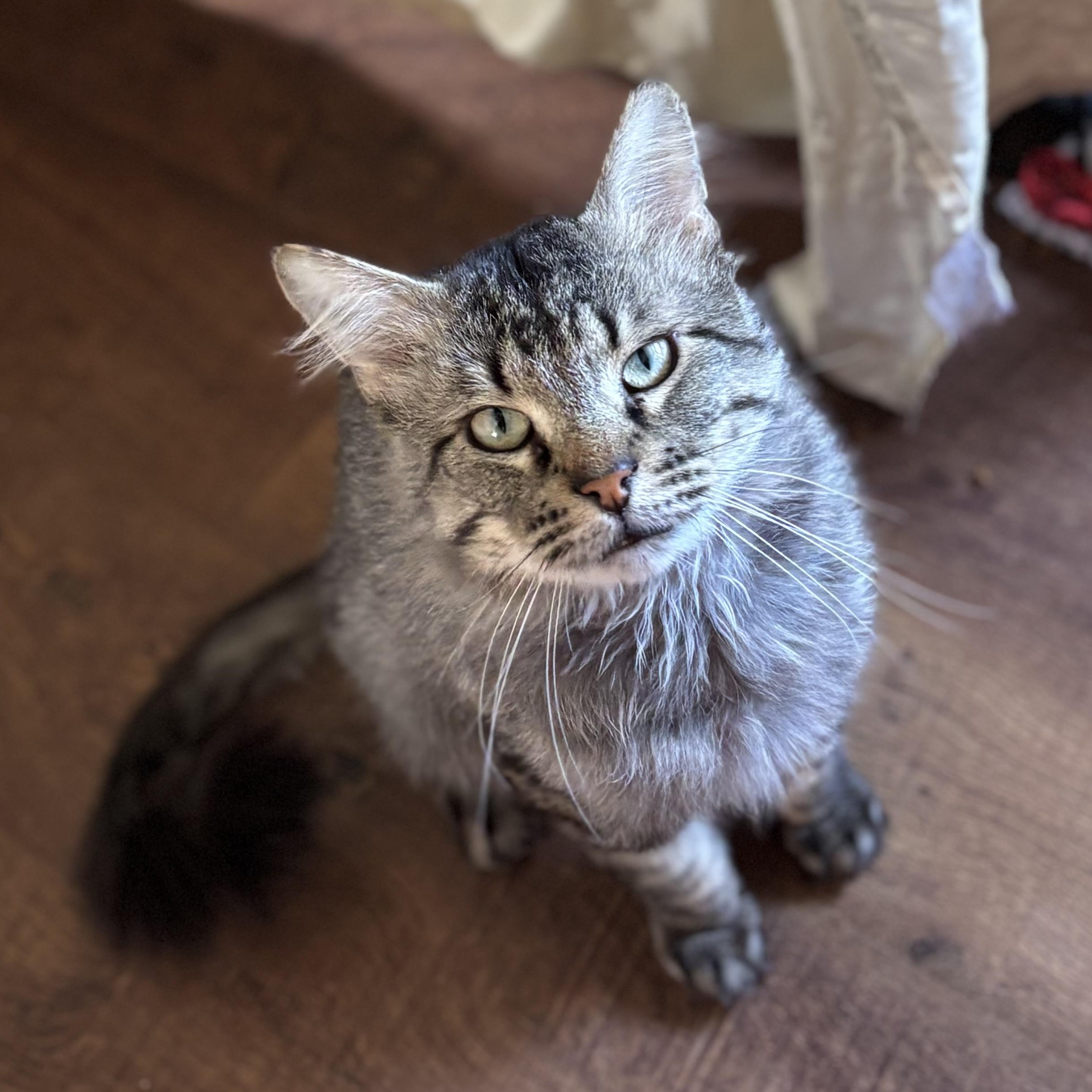 DEAN, Adoptable, Adult Male Domestic Long Hair.