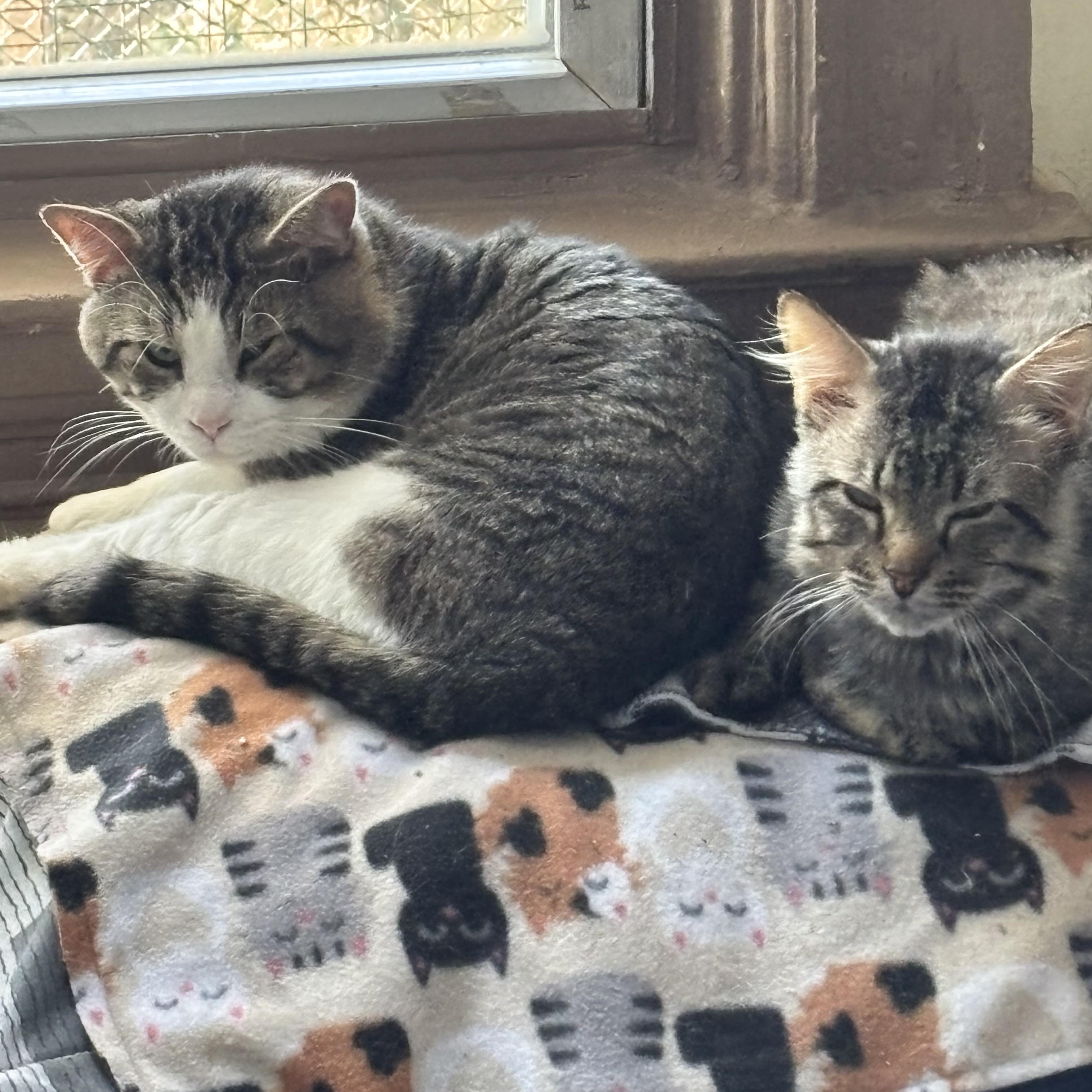 DEAN, an adopted Domestic Long Hair in Pittsburgh, PA image 3/5