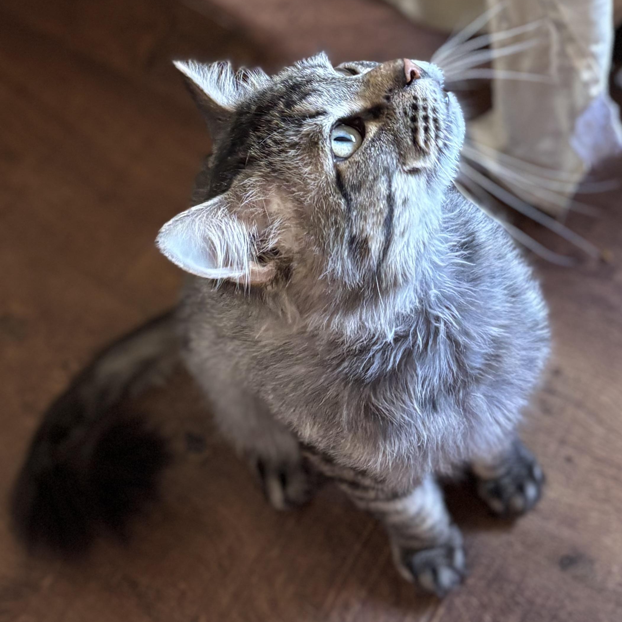 DEAN, an adopted Domestic Long Hair in Pittsburgh, PA image 5/5