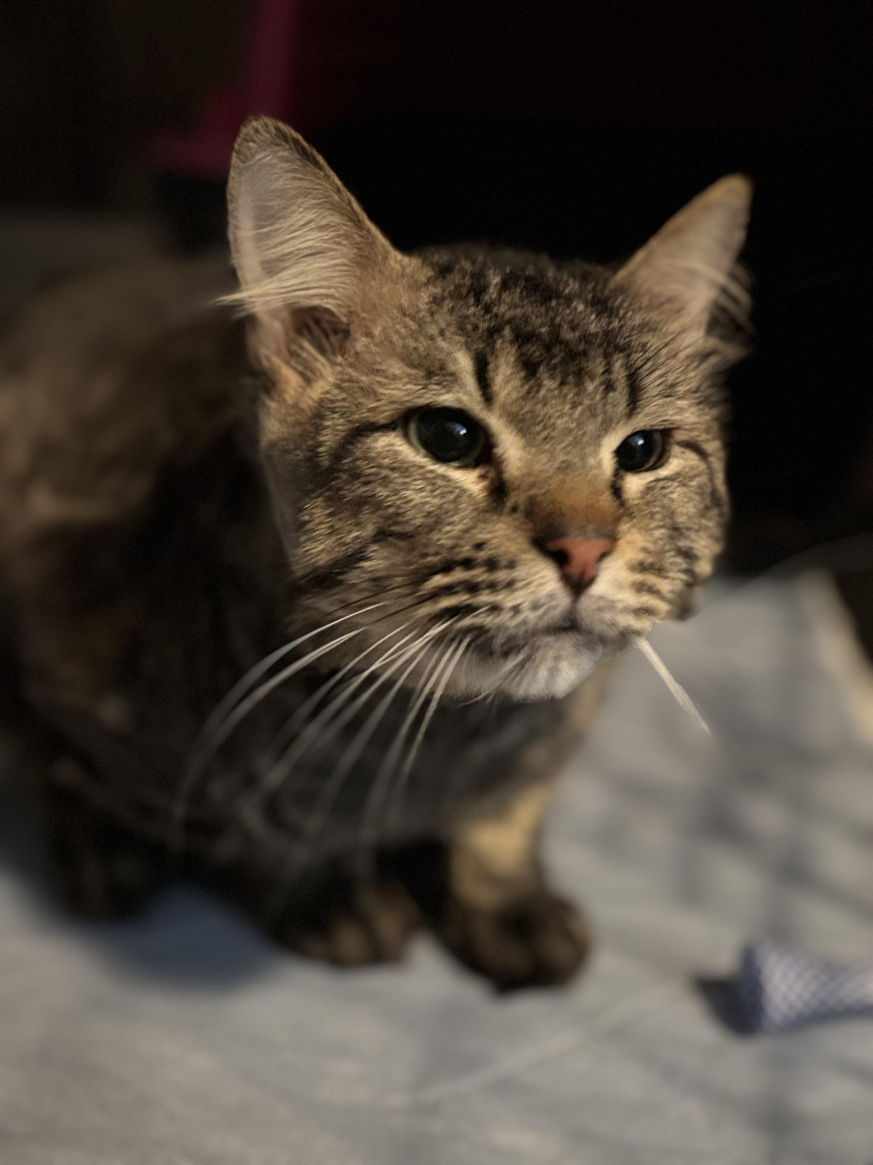 DEAN, an adopted Domestic Long Hair in Pittsburgh, PA image 2/5