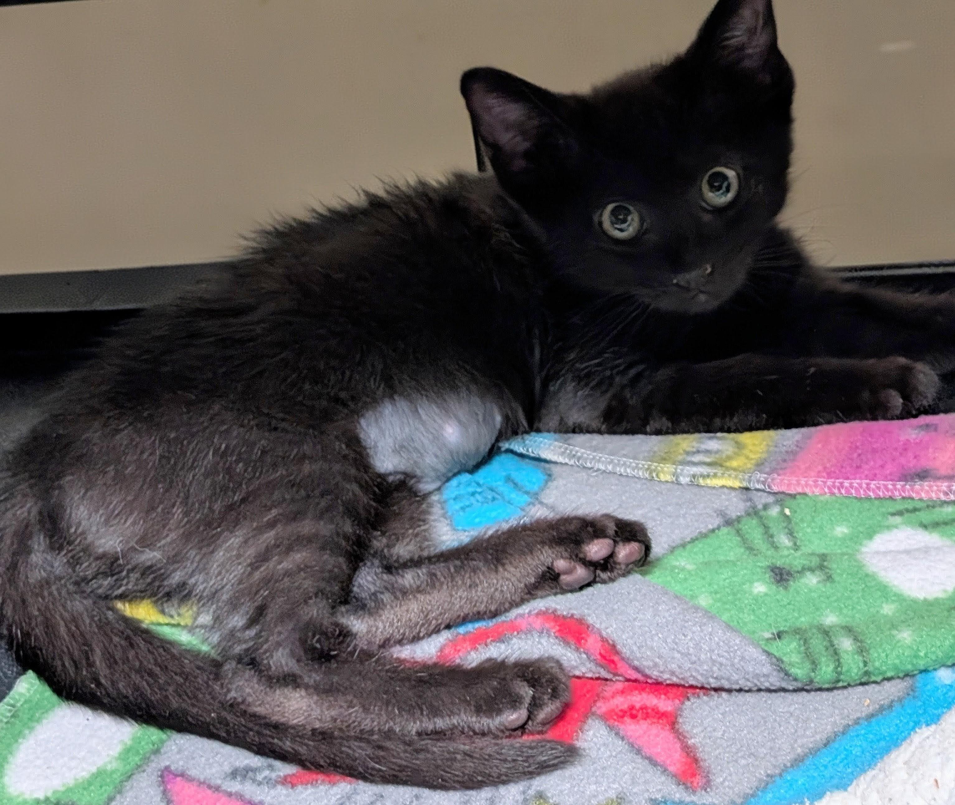 Poppy, a ADOPTABLE American Shorthair in San Diego, CA image 2/4