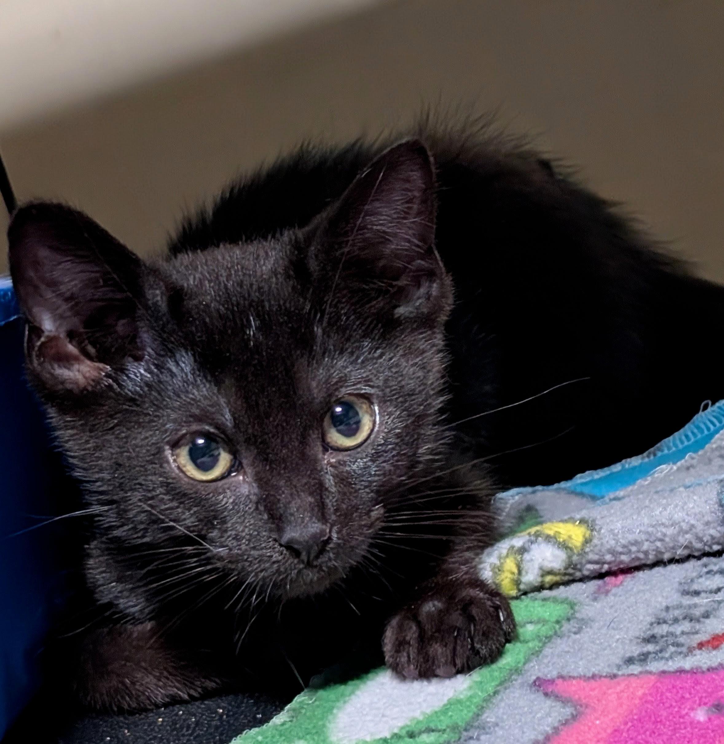Poppy, a ADOPTABLE American Shorthair in San Diego, CA image 4/4