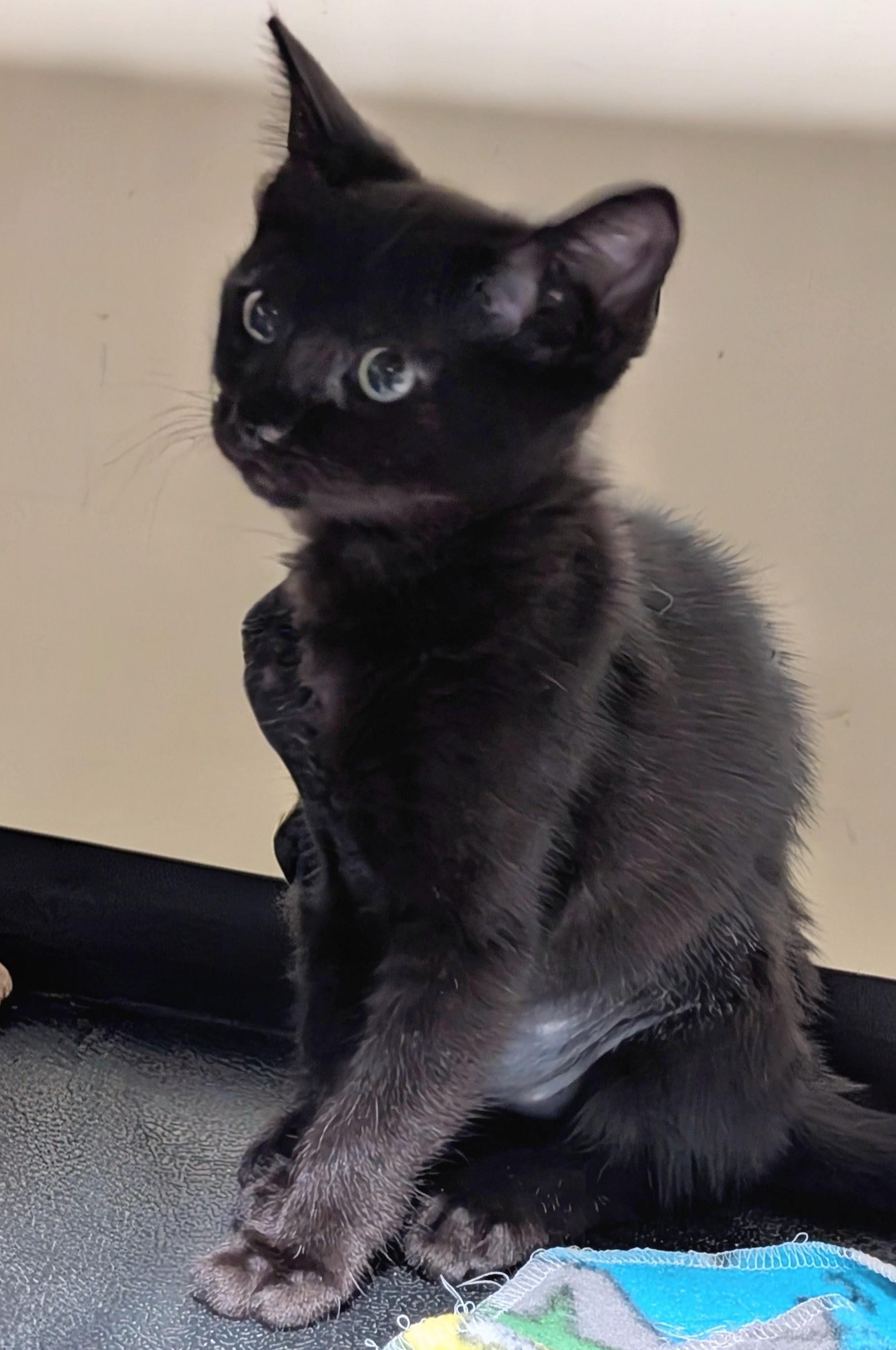 Poppy, a ADOPTABLE American Shorthair in San Diego, CA image 3/4