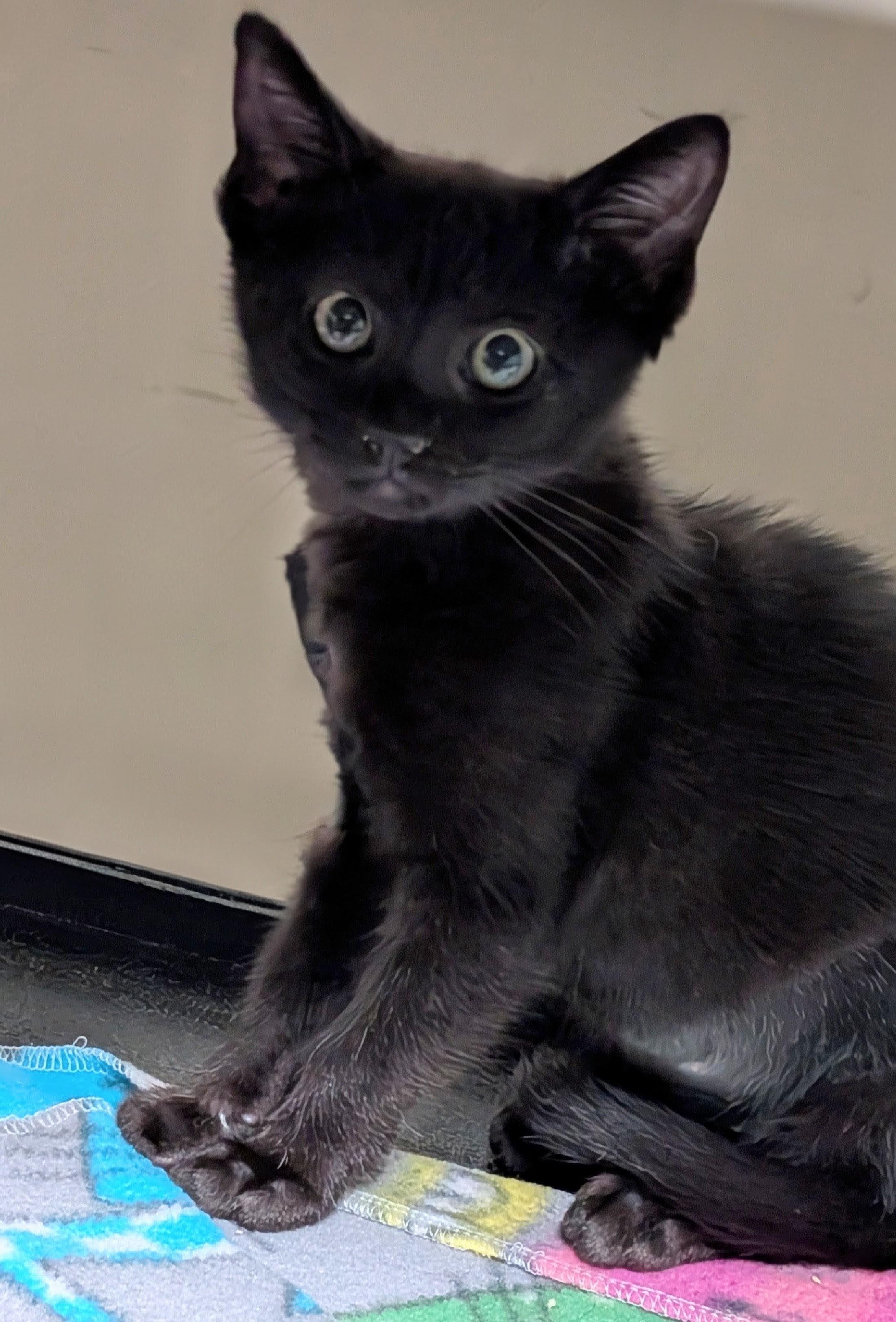 Poppy, ADOPTABLE, Kitten Female American Shorthair.