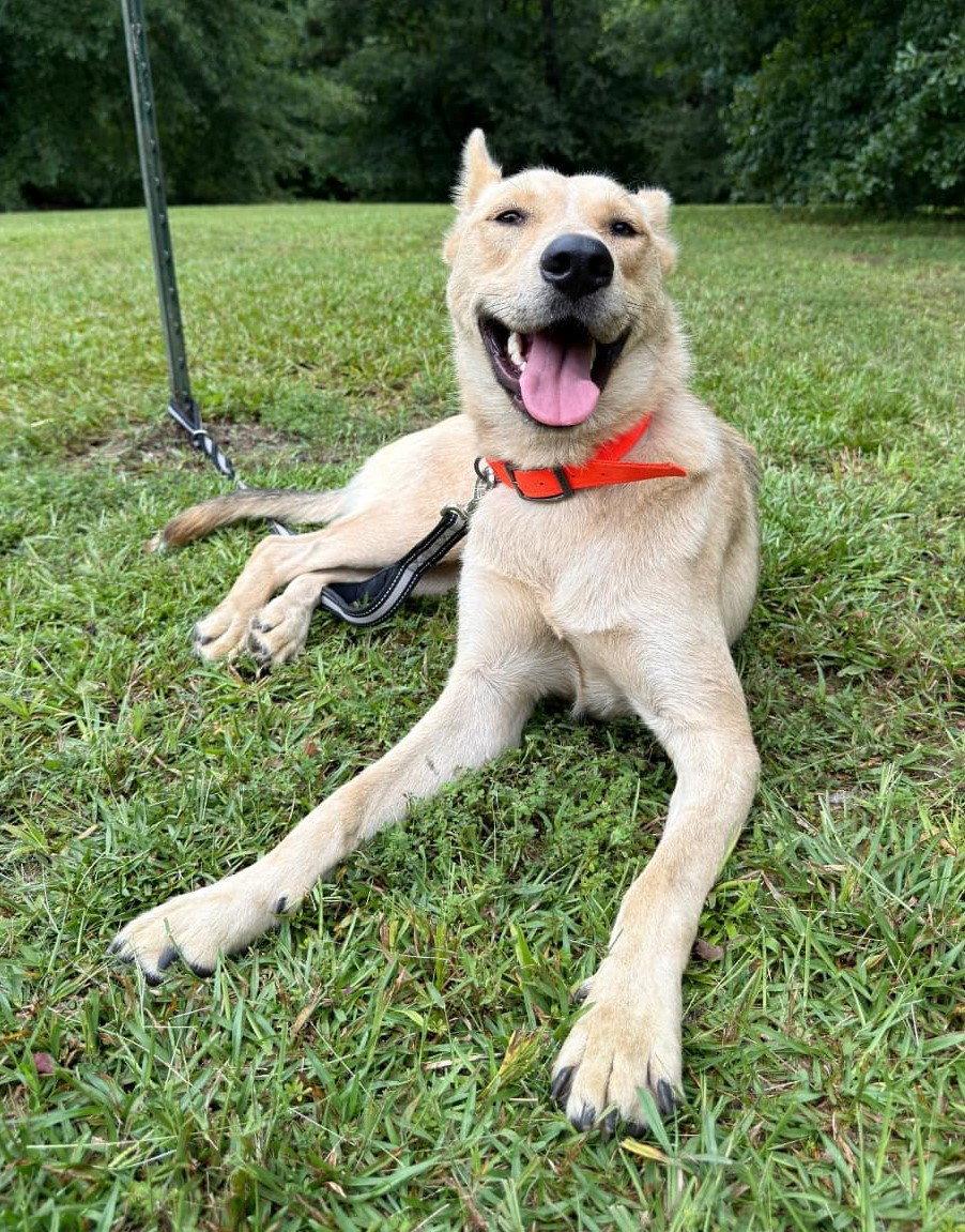 Wylie, Adoptable, Young Male German Shepherd Dog & Labrador Retriever.