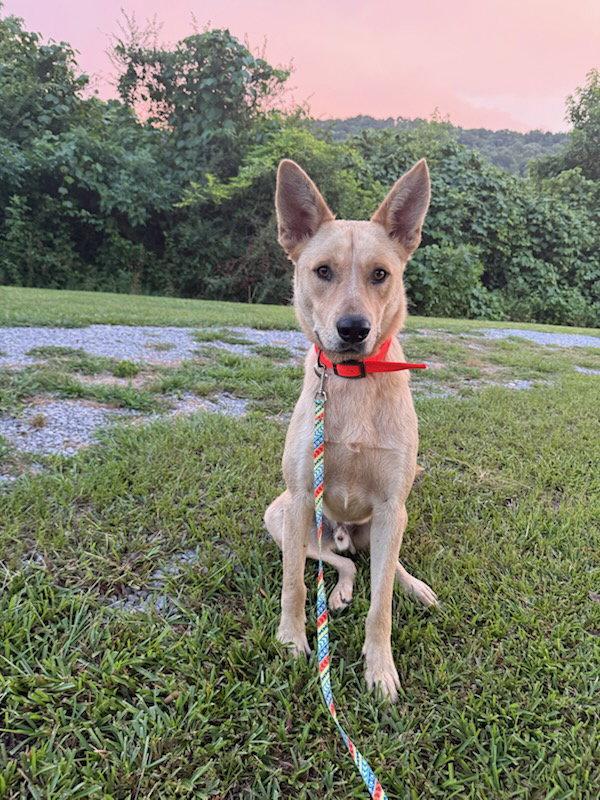 Enlarge Wylie, a Adoptable mixed breed in Attalla, AL image 2/3