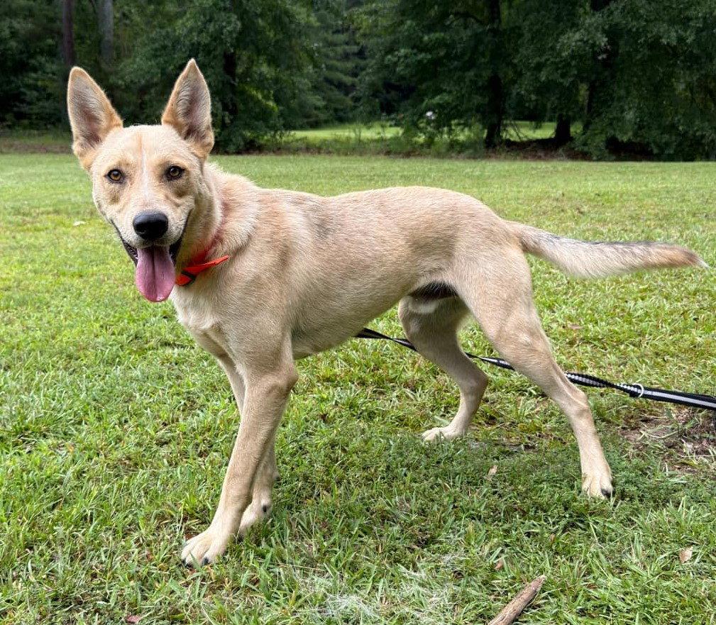 Enlarge Wylie, a Adoptable mixed breed in Attalla, AL image 3/3