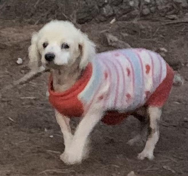 Enlarge Tashi, a Adoptable mixed breed in Bonita, CA image 1/5