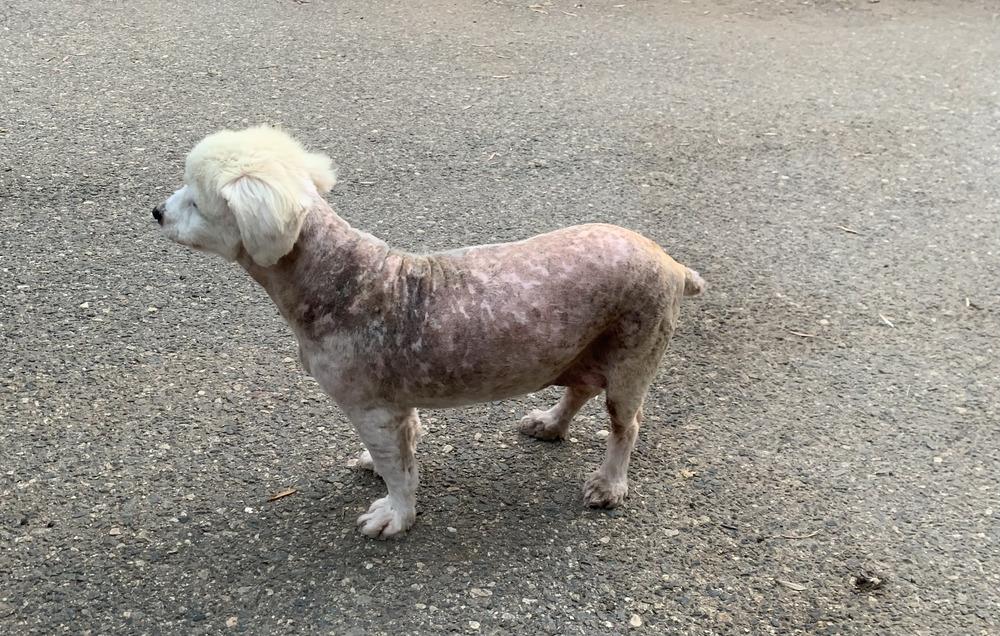 Enlarge Tashi, a Adoptable mixed breed in Bonita, CA image 2/5