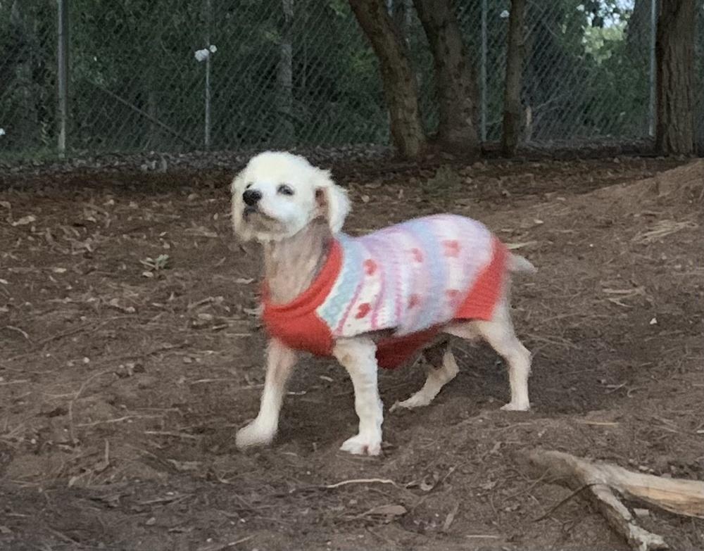 Enlarge Tashi, a Adoptable mixed breed in Bonita, CA image 3/5
