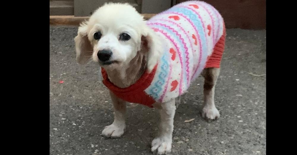 Enlarge Tashi, a Adoptable mixed breed in Bonita, CA image 4/5