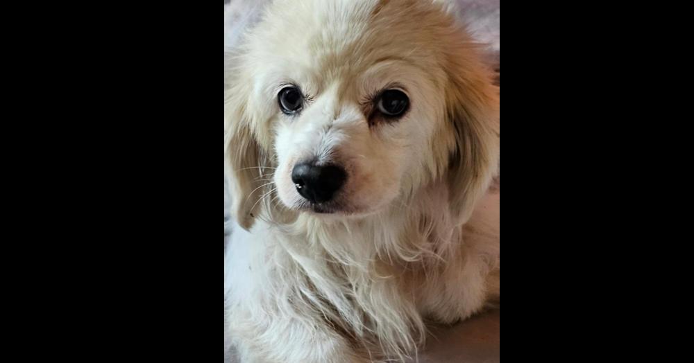 Enlarge Tashi, a Adoptable mixed breed in Bonita, CA image 5/5