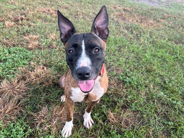 Enlarge YVONNE, a Adoptable mixed breed in Ocala, FL image 1/1