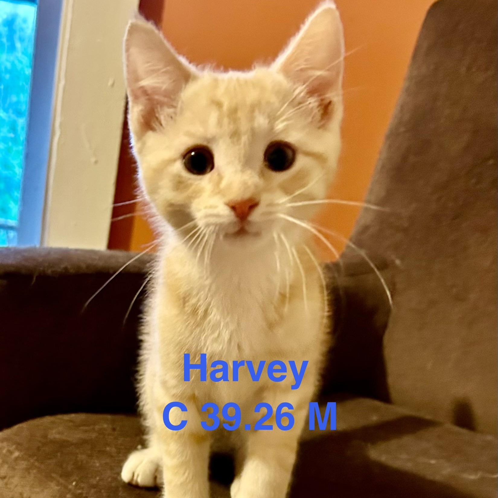 Enlarge Foster Harvey, an adopted Domestic Short Hair in Batavia, NY image 1/1