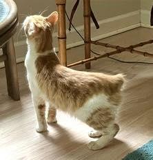 Luke - NC, Adoptable, Young Male Manx & American Bobtail.