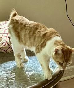 Luke - NC, a Adoptable mixed breed in Liberty, NC image 2/3