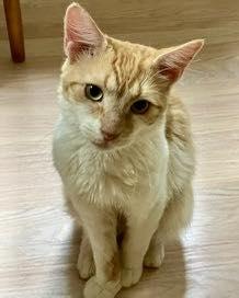 Luke - NC, Adoptable, Young Male Manx & American Bobtail.