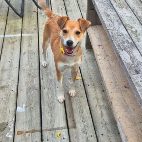 Millie, a Adoptable mixed breed in Vienna, ON image 1/5