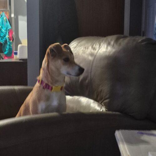 Millie, a Adoptable mixed breed in Vienna, ON image 2/5