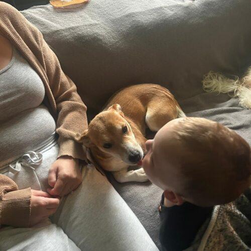 Millie, a Adoptable mixed breed in Vienna, ON image 3/5