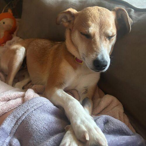 Millie, a Adoptable mixed breed in Vienna, ON image 4/5