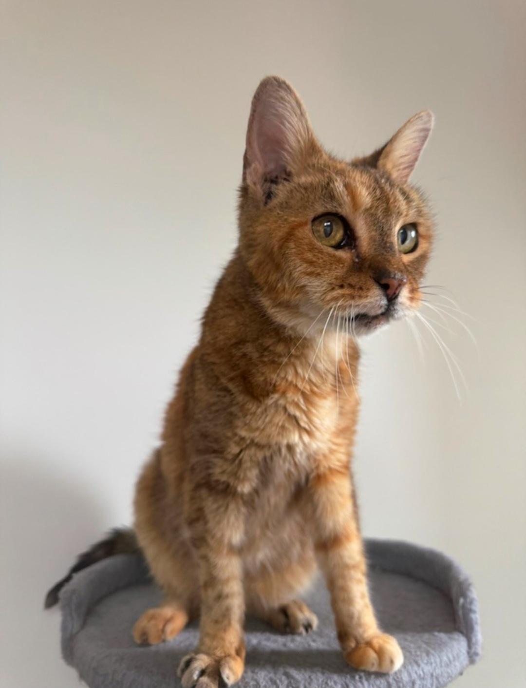Annie, ADOPTABLE, Senior Female Torbie.