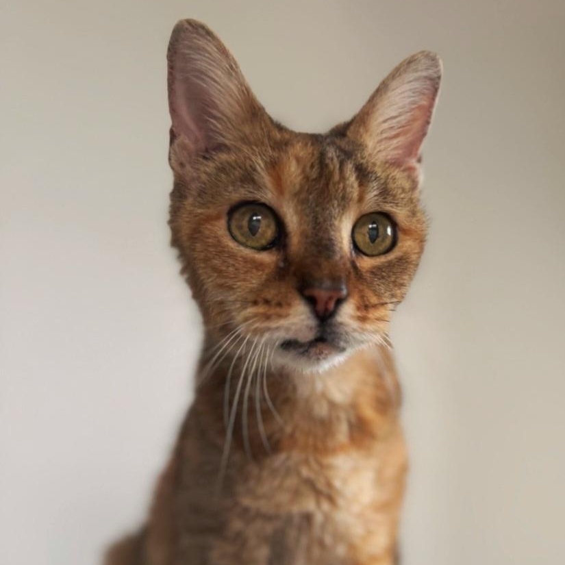 Enlarge Annie, a ADOPTABLE Torbie in Staten Island, NY image 2/5