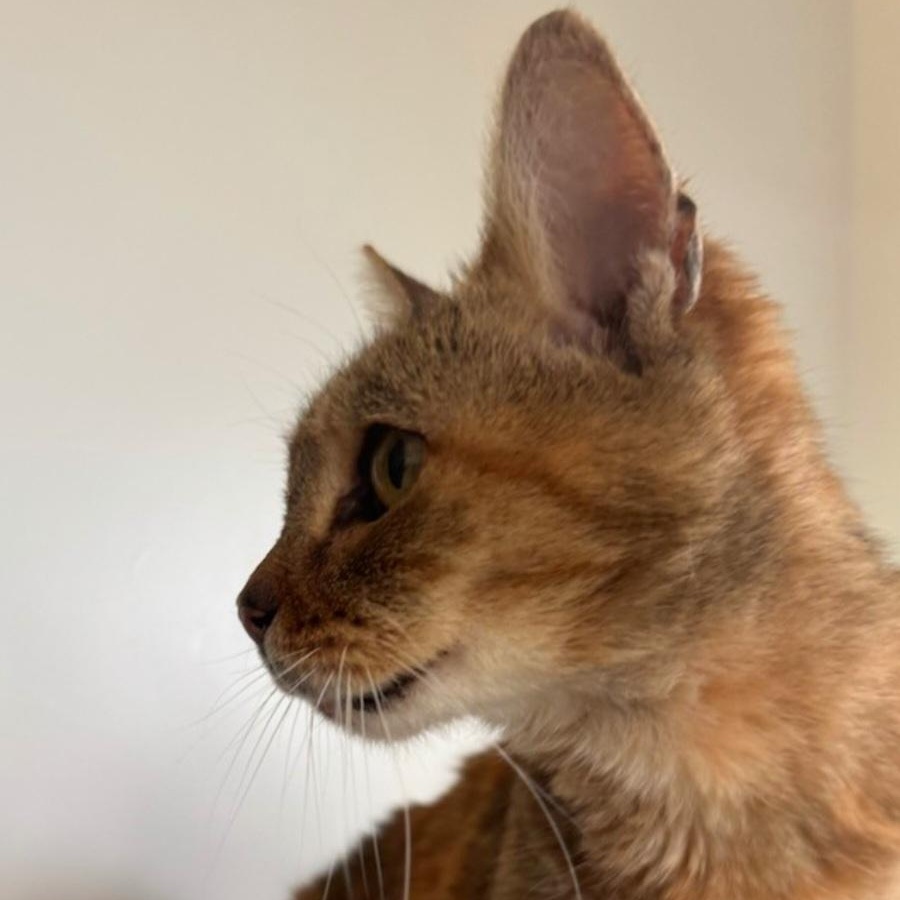 Enlarge Annie, a ADOPTABLE Torbie in Staten Island, NY image 3/5