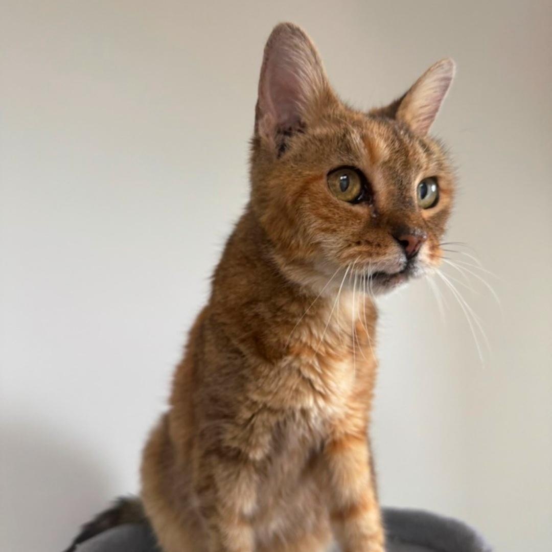 Enlarge Annie, a ADOPTABLE Torbie in Staten Island, NY image 4/5